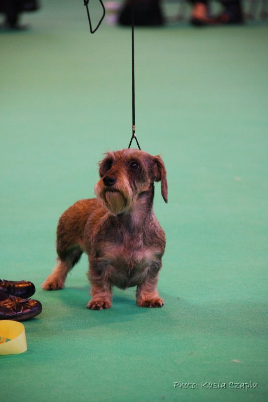 Crufts2010 764.jpg